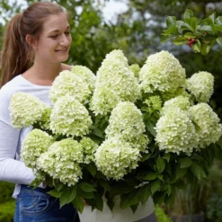 Hydrangea Paniculata Little Spooky ('GRHP08') (PBR) -Deals Green4Ever Store pl2000026318 card7 lg