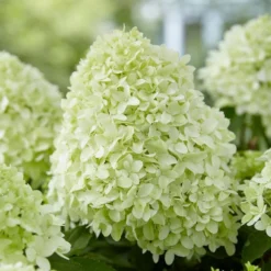 Hydrangea Paniculata Little Spooky ('GRHP08') (PBR) -Deals Green4Ever Store pl2000026318 card8 lg