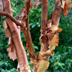 Acer Griseum -Deals Green4Ever Store pl2000026319 card4 lg