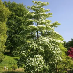 Cornus Controversa 4 Cornus Controversa -Deals Green4Ever Store pl2000026320 card2 lg