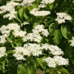 Cornus Controversa 5 Cornus Controversa -Deals Green4Ever Store pl2000026320 card3 lg