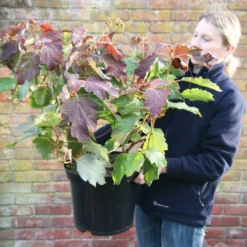 Hydrangea Quercifolia -Deals Green4Ever Store pl2000026323 card2 lg