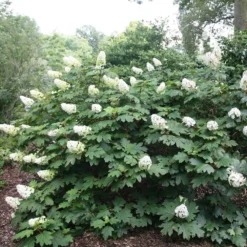 Hydrangea Quercifolia -Deals Green4Ever Store pl2000026323 card3 lg