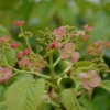 Hydrangea Anomala Subsp. Glabra 'Crûg Coral'