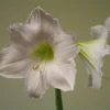 Hippeastrum 'Snow Queen'