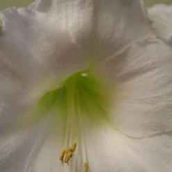 Hippeastrum 'Snow Queen' -Deals Green4Ever Store pl2000026425 card3 lg