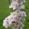 Prunus 'Amanogawa'