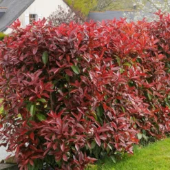 Photinia × Fraseri 'Red Robin' -Deals Green4Ever Store pl2000026435 card2 lg