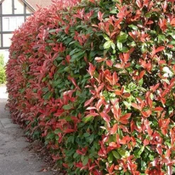 Photinia × Fraseri 'Red Robin' -Deals Green4Ever Store pl2000026435 card3 lg