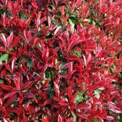 Photinia × Fraseri 'Red Robin' -Deals Green4Ever Store pl2000026435 card4 lg