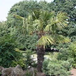 Trachycarpus Fortunei -Deals Green4Ever Store pl2000026436 card3 lg