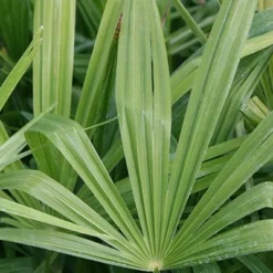 Trachycarpus Fortunei -Deals Green4Ever Store pl2000026436 card4 lg