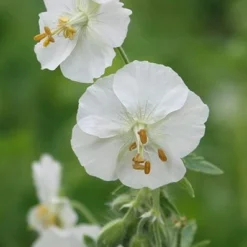 Geranium Phaeum 'Album' -Deals Green4Ever Store pl2000027169 card3 lg