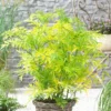 Sambucus Nigra Golden Tower ('Jdeboer001') (PBR)
