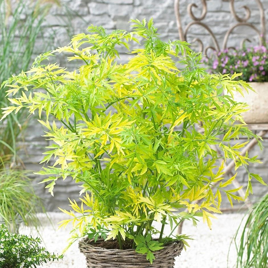 Sambucus Nigra Golden Tower ('Jdeboer001') (PBR) 1 Sambucus Nigra Golden Tower ('Jdeboer001') (PBR)