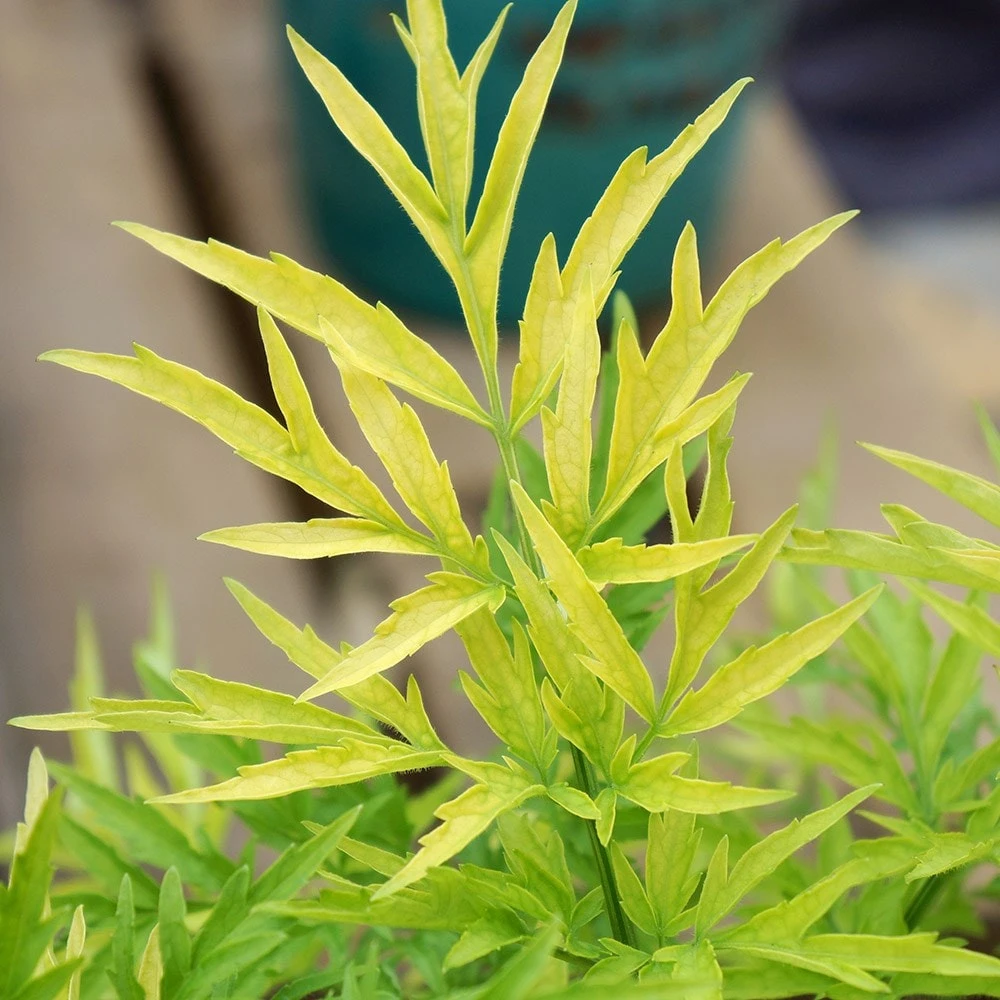 Sambucus Nigra Golden Tower ('Jdeboer001') (PBR) 2 Sambucus Nigra Golden Tower ('Jdeboer001') (PBR) - Image 2