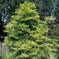 Sambucus Nigra Golden Tower ('Jdeboer001') (PBR) 6 Sambucus Nigra Golden Tower ('Jdeboer001') (PBR) -Deals Green4Ever Store pl2000027171 card3 lg