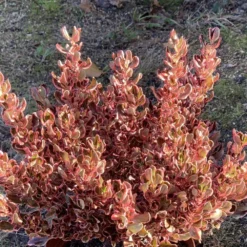 Coprosma Repens 'Pacific Dawn' -Deals Green4Ever Store pl2000027208 card2 lg