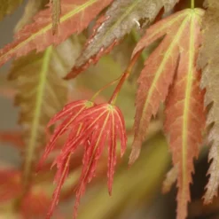 Acer Palmatum 'Wilson's Pink Dwarf' -Deals Green4Ever Store pl2000027220 card3 lg