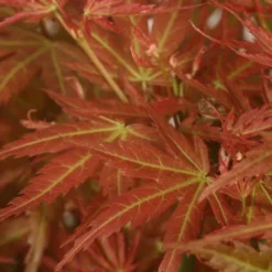 Acer Palmatum 'Wilson's Pink Dwarf' -Deals Green4Ever Store pl2000027220 card4 lg
