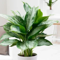 Aglaonema 'Jubilee Compacta' (PBR)