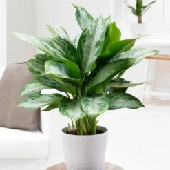 Aglaonema 'Jubilee Compacta' (PBR) -Deals Green4Ever Store pl2000027224 card3 lg