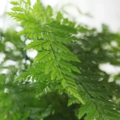 Humata Tyermanii 'Bunny' -Deals Green4Ever Store pl2000027228 card4 lg