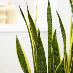 Sansevieria Trifasciata Var. Laurentii -Deals Green4Ever Store pl2000027233 card3 lg
