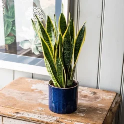 Sansevieria Trifasciata Var. Laurentii -Deals Green4Ever Store pl2000027233 card5 lg