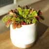 Venus Fly Trap