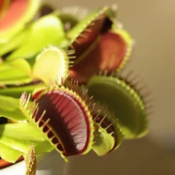 Venus Fly Trap -Deals Green4Ever Store pl2000027243 card3 lg