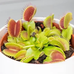 Venus Fly Trap -Deals Green4Ever Store pl2000027243 card4 lg