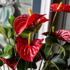 Anthurium (Andraeanum Group) Red Champion ('Anthbnena') (PBR) -Deals Green4Ever Store pl2000027263 card2 lg