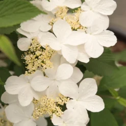 Viburnum Plicatum F. Tomentosum Kilimanjaro Sunrise ('Jww5') (PBR) -Deals Green4Ever Store pl2000027309 card4 lg