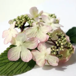 Viburnum Plicatum F. Tomentosum Kilimanjaro Sunrise ('Jww5') (PBR) -Deals Green4Ever Store pl2000027309 card5 lg