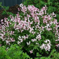 Deutzia × Rosea Yuki Cherry Blossom ('Ncdx2') (PBR) 6 Deutzia × Rosea Yuki Cherry Blossom ('Ncdx2') (PBR) -Deals Green4Ever Store pl2000027360 card2 lg