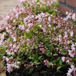 Deutzia × Rosea Yuki Cherry Blossom ('Ncdx2') (PBR) 8 Deutzia × Rosea Yuki Cherry Blossom ('Ncdx2') (PBR) -Deals Green4Ever Store pl2000027360 card4 lg