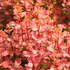 Berberis Thunbergii 'Orange Sunrise' (PBR) -Deals Green4Ever Store pl2000027456 card2 lg