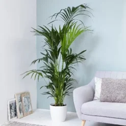 Howea Forsteriana -Deals Green4Ever Store pl2000027701 card3 lg