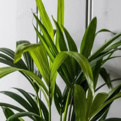 Howea Forsteriana -Deals Green4Ever Store pl2000027701 card5 lg