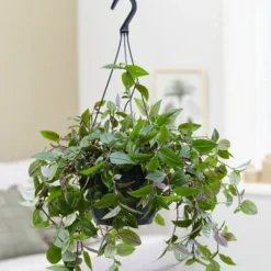 Tradescantia 'Green Hill' -Deals Green4Ever Store pl2000027706 card3 lg