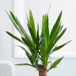 Yucca Elephantipes -Deals Green4Ever Store pl2000027707 card5 lg