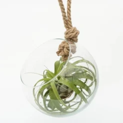 Extra Large Air Plant With Hanging Glass Orb/terrarium -Deals Green4Ever Store pl2000027709 card2 lg