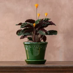 Goeppertia Crocata 'Tassmania' -Deals Green4Ever Store pl2000027721 card2 lg