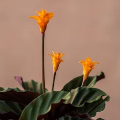 Goeppertia Crocata 'Tassmania' -Deals Green4Ever Store pl2000027721 card3 lg