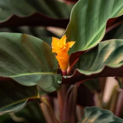 Goeppertia Crocata 'Tassmania' -Deals Green4Ever Store pl2000027721 card4 lg