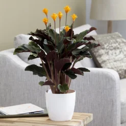 Goeppertia Crocata 'Tassmania' -Deals Green4Ever Store pl2000027721 card5 lg