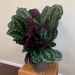 Goeppertia Veitchiana 'Medaillon' -Deals Green4Ever Store pl2000027727 card3 lg