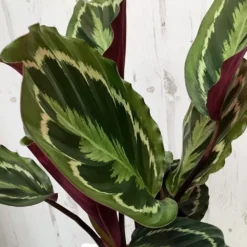 Goeppertia Veitchiana 'Medaillon' -Deals Green4Ever Store pl2000027727 card5 lg