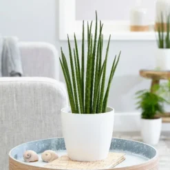 Sansevieria Bacularis 'Mikado' -Deals Green4Ever Store pl2000027729 card3 lg